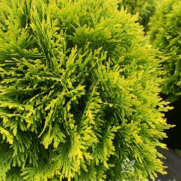 Golden Child™ Arborviate, Size #2