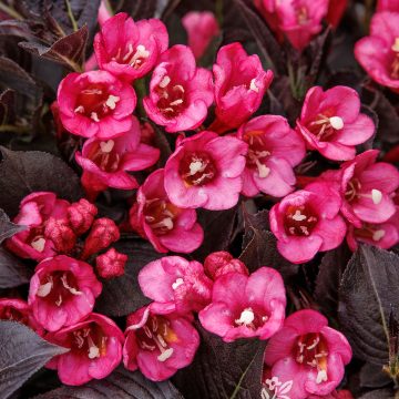 COCO CHILL™ WEIGELA, SIZE #2