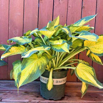 HOSTA 'ORANGE MARMALADE', SIZE #2