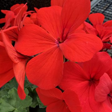 Geranium Caliente® Orange - 10"