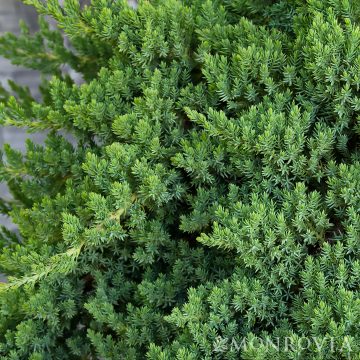 Dwarf Japanese Garden Juniper, Size: Quart