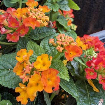LANTANA 'FIREFROST™', SIZE #1