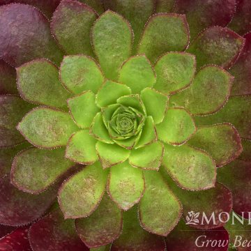 Semponium 'Sienna', Size #1