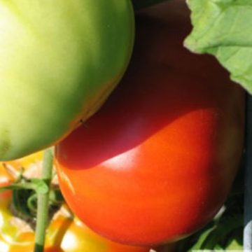 Tomato Slicer 'Better Boy' Plus - 3½" pot