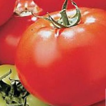 Tomato Slicer ‘Celebrity Plus’ – 3½” pot