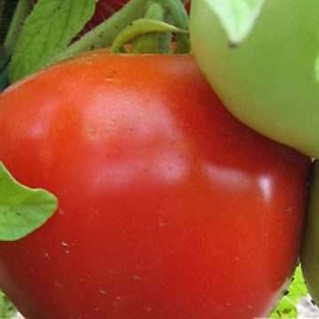 Tomato Slicer ‘Early Girl Plus’ – 3½” pot