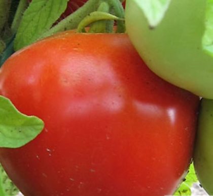Tomato Slicer ‘Early Girl Plus’ – 3½” pot