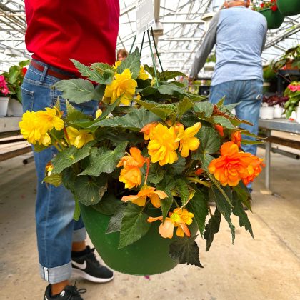 Begonia GL Illumination Apricot Shades- 12″ basket