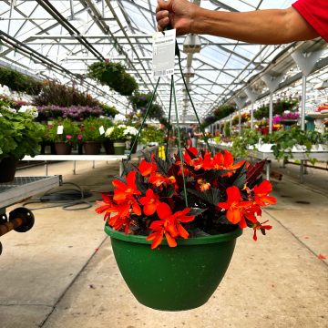 Begonia I’CONIA® Upright Fire- 12″ Hanging Basket