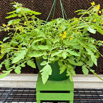 Tomato 'Cherry Blast' - 12" Hanging Basket
