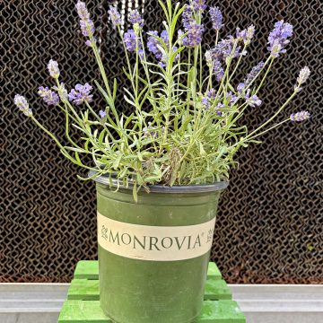 LAVANDULA 'VINTRO™ BLUE', SIZE #1