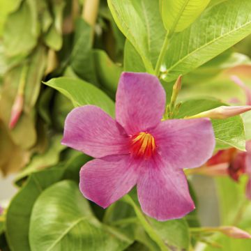 MANDEVILLA 'Sun Parasol® Original XP Bluephoria™'