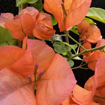 Bougainvillea Camarillo Fiesta®, Size #1