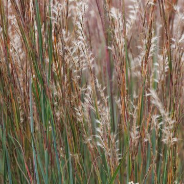Schizachyrium scoparium 'Jazz', SIZE #1