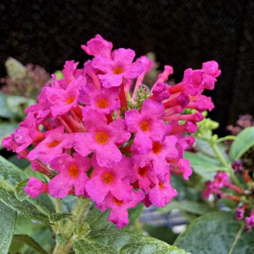 LITTLE ROCKSTARS® RED BUDDLEIA, SIZE #1