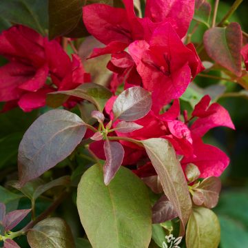 BOUGAINVILLEA 'BURGUNDY QUEEN®', SIZE #2