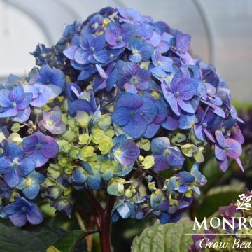 SEASIDE SERENADE® PEBBLE BEACH HYDRANGEA, SIZE #2