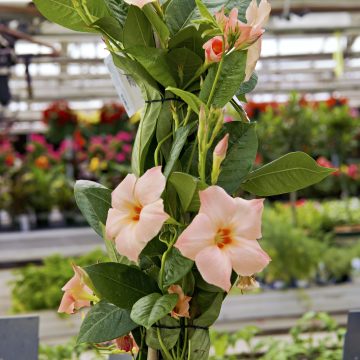 MANDEVILLA 'Sun Parasol® Giant Peach Sunrise' #5