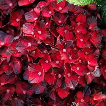 Centennial Ruby™ Hydrangea, Size #2