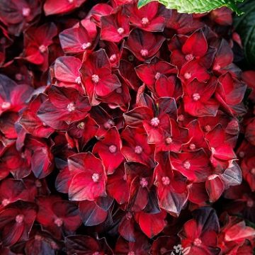 Centennial Ruby™ Hydrangea, Size #2