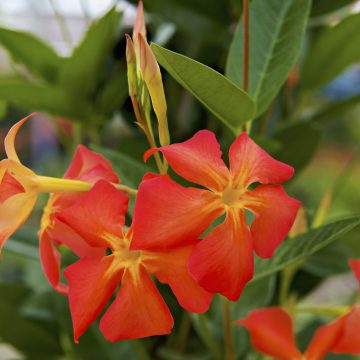 MANDEVILLA 'Sun Parasol® FiredUp Orange', SIZE #5
