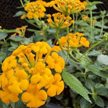 LANTANA 'Casablanca®', SIZE #1