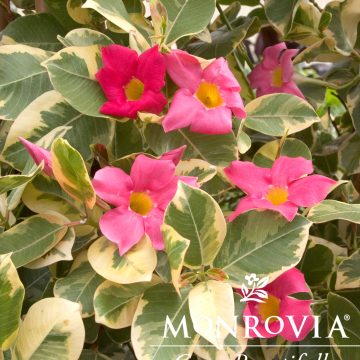 MANDEVILLA 'STRAWBERRY LEMONADE®', SIZE #1