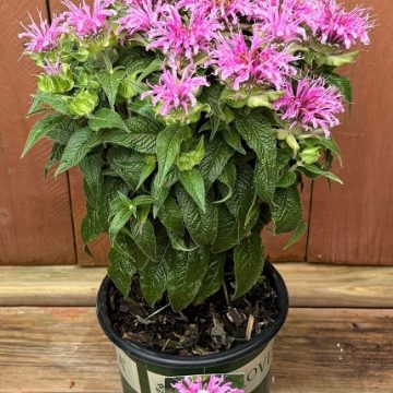 Monarda 'BeeMIne™ Pink', Size #1