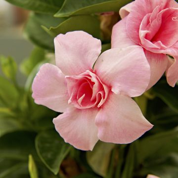 MANDEVILLA Sun Parasol® Original XP DOUBLE BLUSH