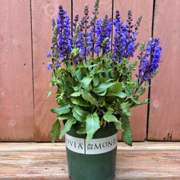 SALVIA 'NOBLE KNIGHT BLUE', SIZE #1