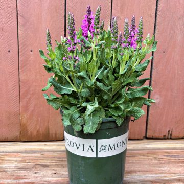 SALVIA 'NOBLE PRINCESS PINK', SIZE #1