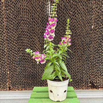 Angelonia AngelDance™ Fuchsia Bicolor- 4 1/3" Pot