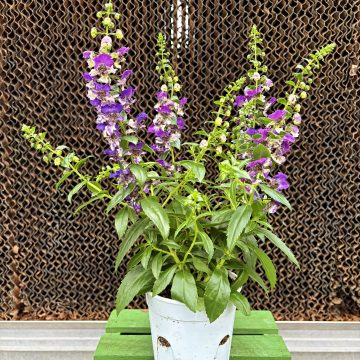 Angelonia AngelDance™ Violet Bicolor- 4 1/3" Pot