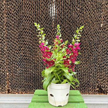 Angelonia Archangel™ Ruby Sangria- 4 1/3" pots