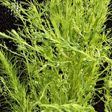 Eupatorium Elegant Feather - 6" Pot
