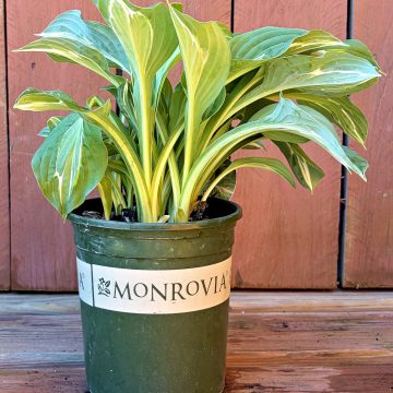 HOSTA 'STRIPTEASE', SIZE #1
