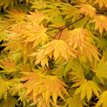 NON-HARDY: Acer shirasawanum 'Autumn Moon'