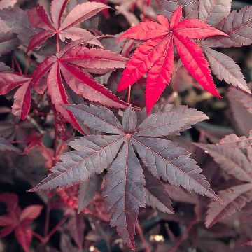 NON-HARDY: EMPEROR I® JAPANESE MAPLE, SIZE #10