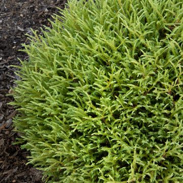 THUJA MR BOWLING BALL #2