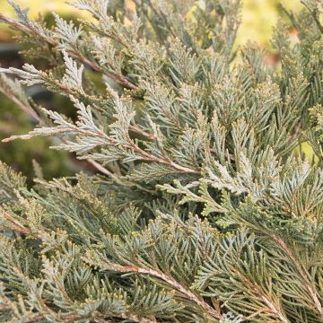 Burly Blue® Juniper, Size #2