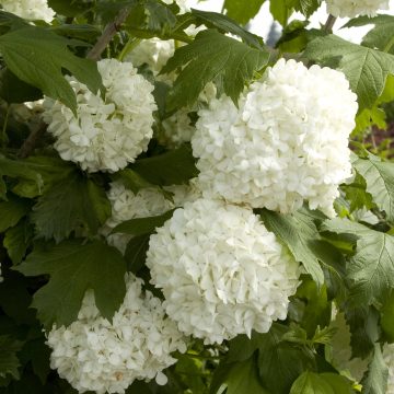Viburnum opulus 'Sterile', Size #2