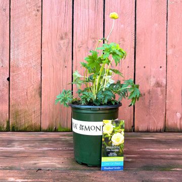 TROLLIUS 'NEW MOON', SIZE #1