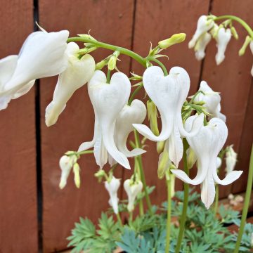 DICENTRA 'Amore™ Titanium', SIZE #1