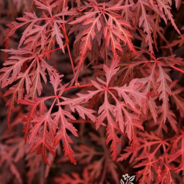 NON-HARDY: Acer palmatum 'Orangeola', Size #10