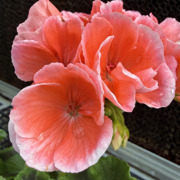 Geranium Dynamo™ Salmon - 4 1/3"