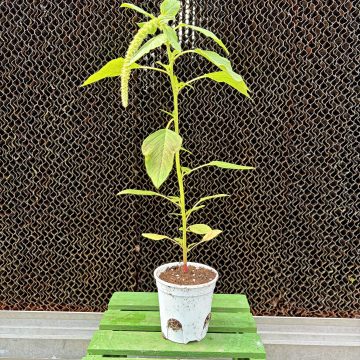 Amaranthus Green Tails - 3 1/2" pot