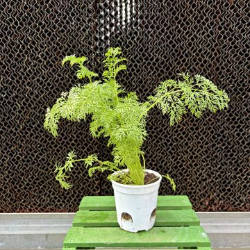 Ammi Green Mist - 3 1/2" pot