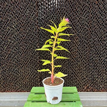 Celosia Chief Mix - 3 1/2" Pot