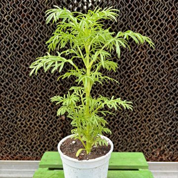 Cosmos Apricot Lemonade - 3 1/2" pot