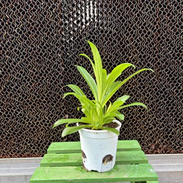Dianthus Amazon Lavender Magic - 3 1/2" pot